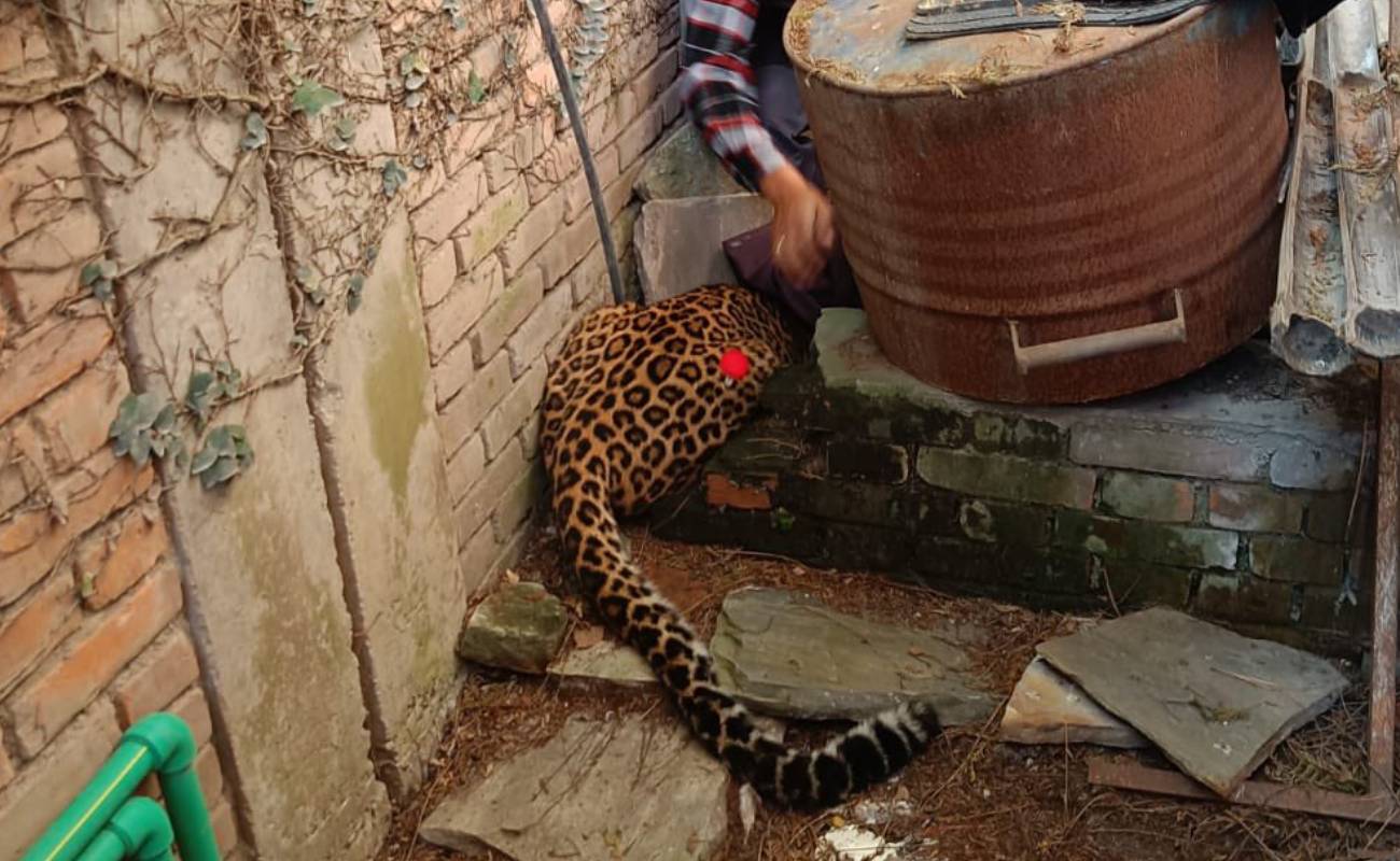 Katmandu’daki İsviçre büyükelçiliğine leopar girdi