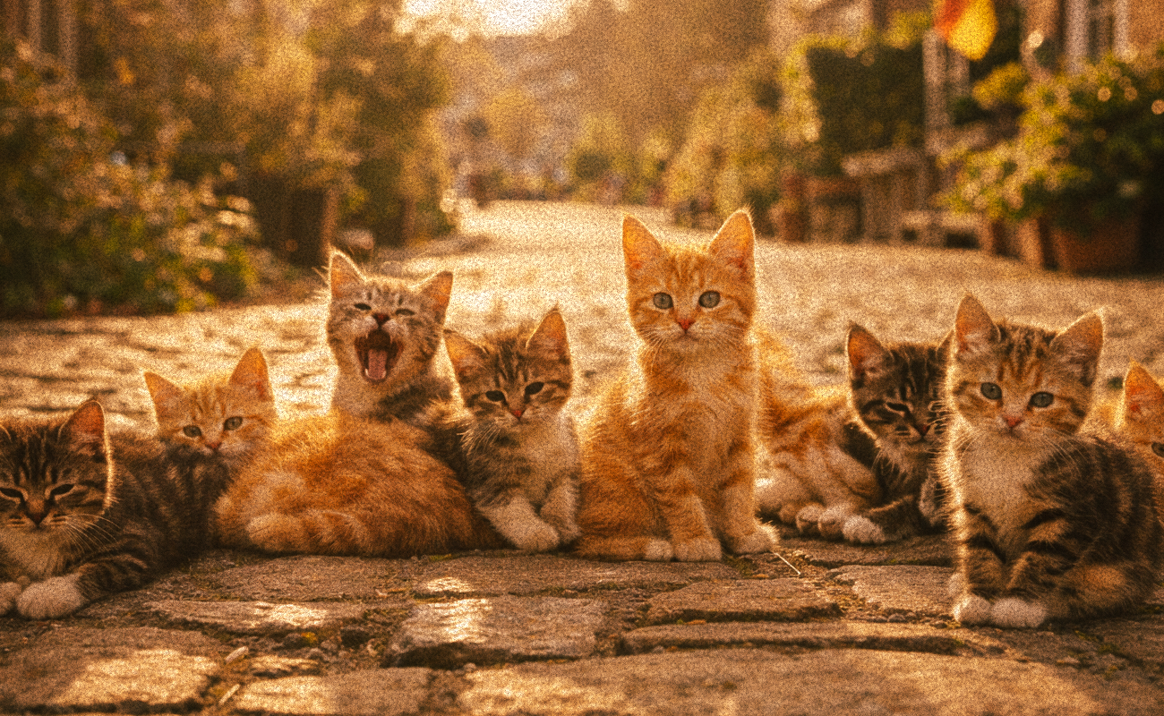 İklim değişikliği nedeniyle sokak kedisi alarmı