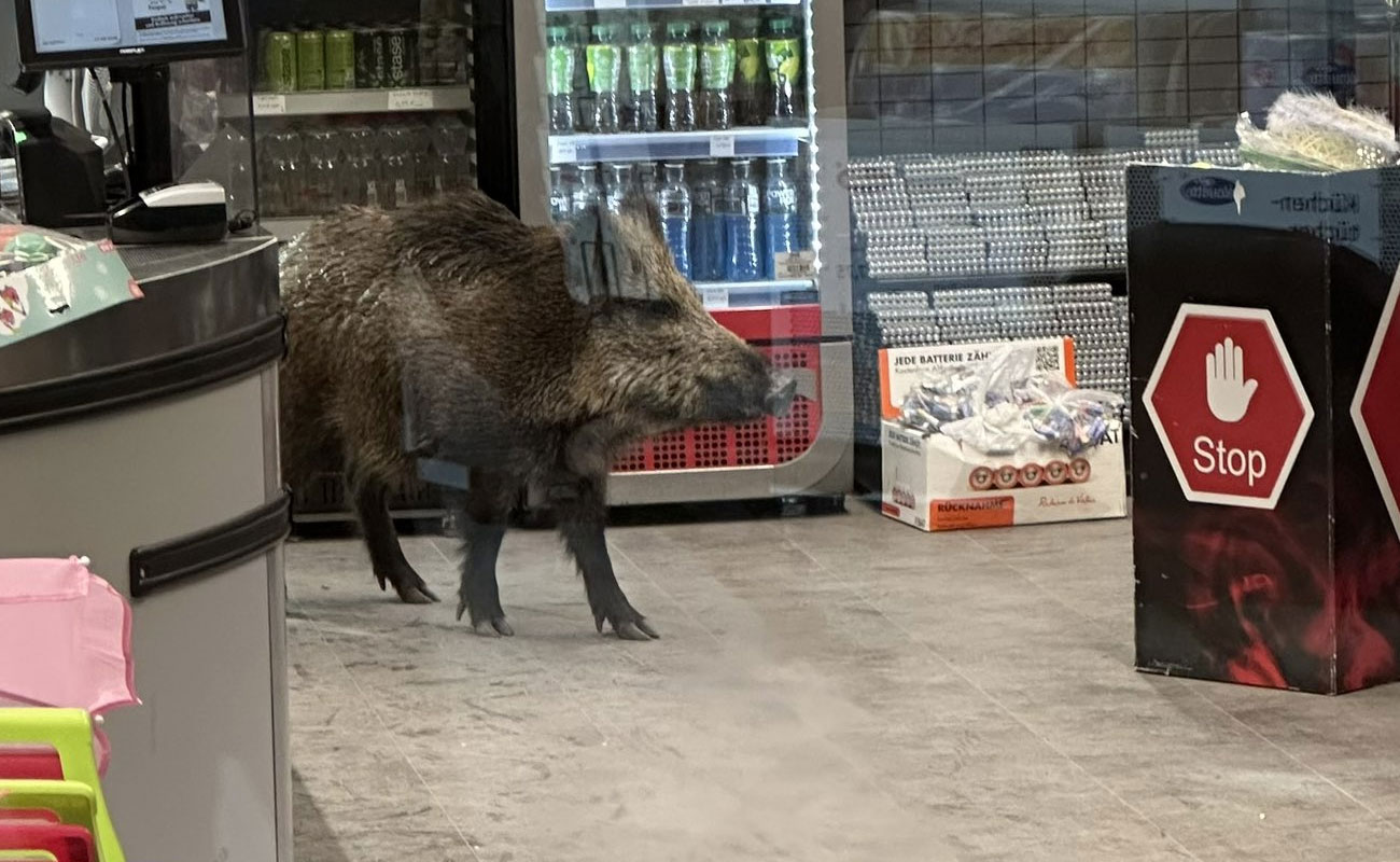 AVM’de yaban domuzu paniği
